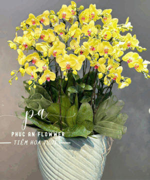 chậu lan hồ điệp cao cấp - Hoa Tươi Phúc An