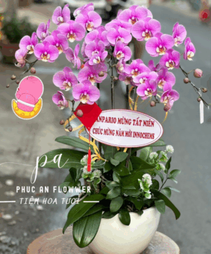 chậu lan hồ điệp tím 5 cành sang trọng - Hoa Tươi Phúc An