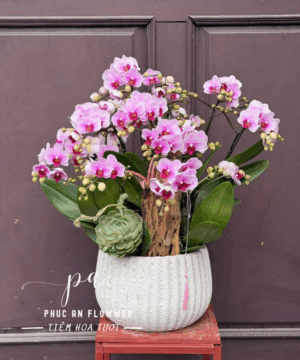 Chậu lan hồ điệp hồng mini trang trí bàn làm việc, chậu lan hồ điệp nhỏ xinh sang trọng, hoa lan hồ điệp đẹp tặng bạn bè người thân tại Phúc An Flower.