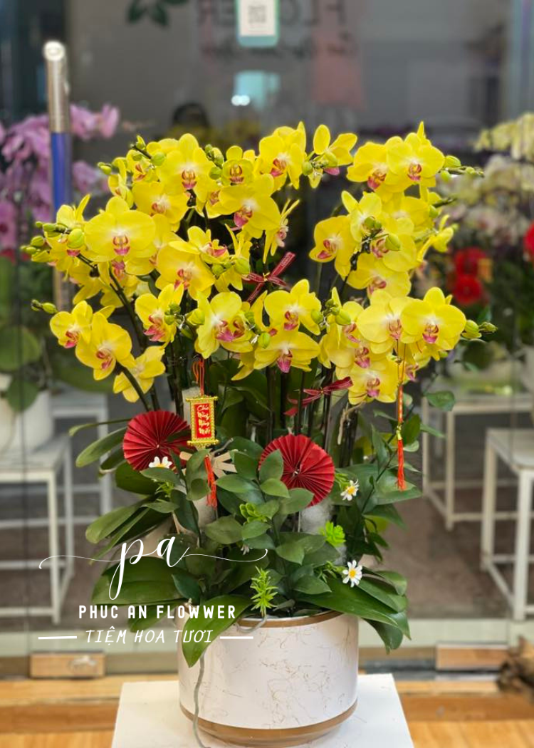 Chậu lan hồ điệp quận tân phú
