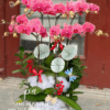 Chậu lan hồ điệp hồng sang trọng trang trí Tết, lan hồ điệp phong thủy mang lại may mắn tài lộc, chậu lan hồ điệp đẹp tặng năm mới tại Phúc An Flower.