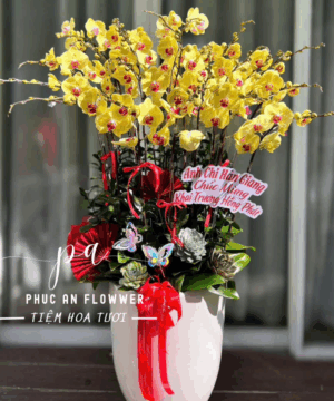 chậu lan hồ điệp vàng cao cấp - Hoa TƯơi Phúc An