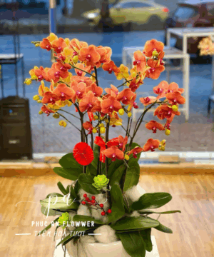 Chậu lan hồ điệp cam sang trọng trang trí phòng khách văn phòng, lan hồ điệp cam tặng khai trương tân gia, chậu lan hồ điệp đẹp mang ý nghĩa may mắn tại Phúc An Flower.