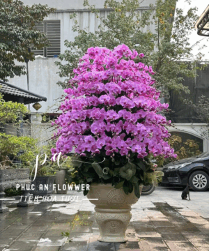 chậu lan hồ điệp cao cấp 8 tầng cánh tím - Hoa Tươi Phúc An