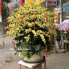 chậu lan hồ điệp lớn 50 cành cánh vàng - Hoa Tươi Phúc An