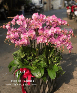 Chậu lan hồ điệp hồng sang trọng trang trí phòng khách, tặng khai trương tân gia ý nghĩa, lan hồ điệp hồng đẹp cao cấp tại Phúc An Flower.