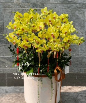 Chậu lan hồ điệp vàng sang trọng chúc mừng khai trương, tặng tân gia, trang trí văn phòng, hoa lan hồ điệp vàng đẹp cao cấp tại Phúc An Flower.