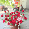 giỏ hoa hồng đỏ đẹp, giỏ hoa sinh nhật hoa hồng đỏ, giỏ hoa tươi lãng mạn, giỏ hoa chúc mừng sang trọng, giỏ hoa hồng đỏ ý nghĩa, giỏ hoa tươi cao cấp, giỏ hoa tặng người yêu, giỏ hoa hồng đỏ đẹp tự nhiên