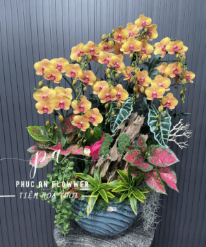 chậu lan hồ điệp 12 cành tông sáng kết hợp lũa gõ cao cấp - Hoa Tươi Phúc An