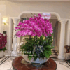 chậu lan hồ điệp thuận buồm xuôi gió cánh tím cao cấp taioj Hoa Tươi Phúc An
