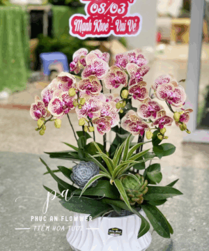 Chậu lan hồ điệp đốm tím tặng mẹ ngày 8/3 sang trọng, hoa lan hồ điệp đẹp chúc mừng ngày quốc tế phụ nữ, chậu lan hồ điệp cao cấp tại Phúc An Flower.
