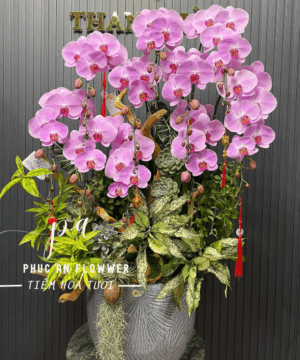 chậu lan hồ điệp tong tím cao cấp - Hoa Tươi Phúc An