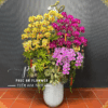 chậu lan hồ điệp cao cấp 50 cành mix tông đỏ + tím+vàng - Hoa Tươi Phúc An