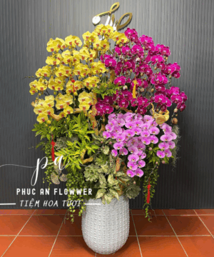 chậu lan hồ điệp cao cấp 50 cành mix tông đỏ + tím+vàng - Hoa Tươi Phúc An