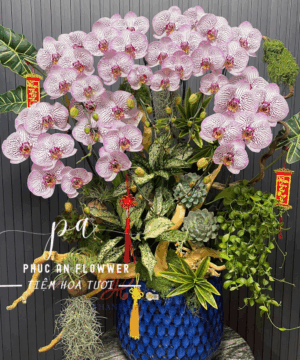 chậu lan lũa cao cấp tông hồng - Hoa Tươi Phúc An