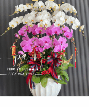 chậu lan hồ điệp mix tông tím + trắng - Hoa Tươi Phúc An