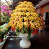 chậu lan hồ điệp 100 cành cao caaos tông vàng tại Hoa Tươi Phúc An