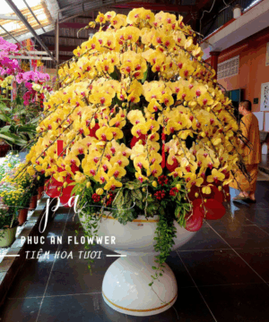 chậu lan hồ điệp 100 cành cao caaos tông vàng tại Hoa Tươi Phúc An