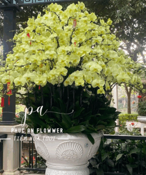 chậu lan hồ điệp cao cấp sang trọng _ Hoa Tươi Phúc An