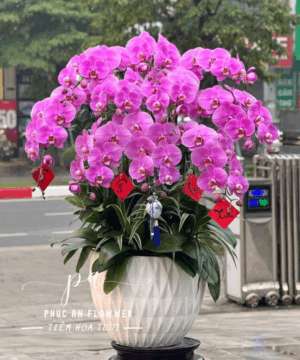 Chậu lan hồ điệp hồng sang trọng chúc mừng khai trương, tặng tân gia và trang trí văn phòng, hoa lan hồ điệp hồng đẹp cao cấp tại Phúc An Flower.