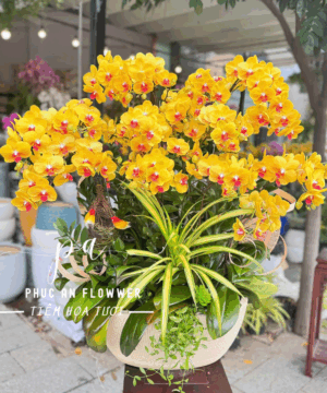 chậu lan hồ điệp vàng cao cấp - Hoa Tươi Phúc An