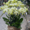 Chậu lan hồ điệp vàng sang trọng chúc mừng khai trương, tặng tân gia và trang trí văn phòng, hoa lan hồ điệp vàng đẹp cao cấp tại Phúc An Flower.