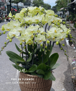 Chậu lan hồ điệp vàng sang trọng chúc mừng khai trương, tặng tân gia và trang trí văn phòng, hoa lan hồ điệp vàng đẹp cao cấp tại Phúc An Flower.