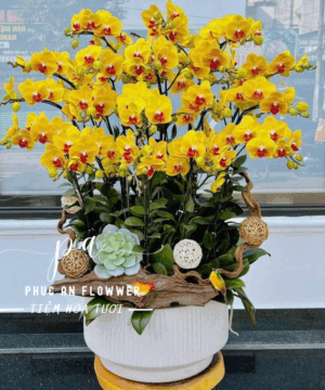 chậu lan hồ điệp tông vàng