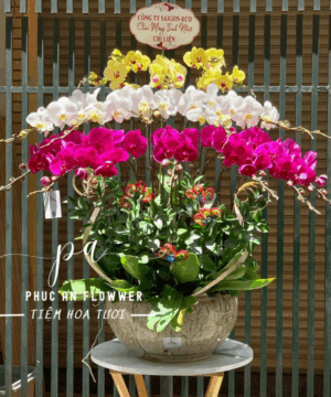 chậu lan hồ điệp cao cấp 3 tầng hoa đỏ, trắng, vàng - Hoa Tươi Phúc An