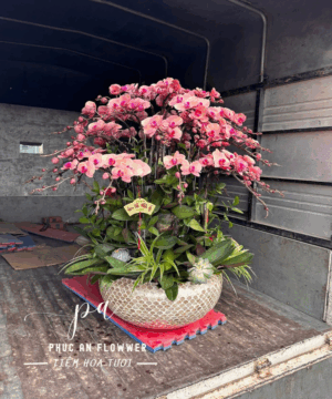 Chậu lan hồ điệp hồng cao cấp sang trọng tặng khai trương tân gia, hoa lan hồ điệp đẹp trang trí phòng khách, chậu lan hồ điệp nghệ thuật tại Phúc An Flower.