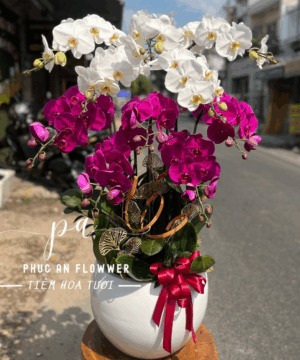 chậu lan hồ điệp nhỏ sang trong 10 cành - Hoa Tươi Phúc An