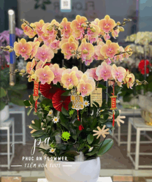 Chậu lan hồ điệp vàng hồng trang trí Tết sang trọng, lan hồ điệp phong thủy mang ý nghĩa đoàn viên may mắn, chậu lan hồ điệp đẹp tặng năm mới tại Phúc An Flower.