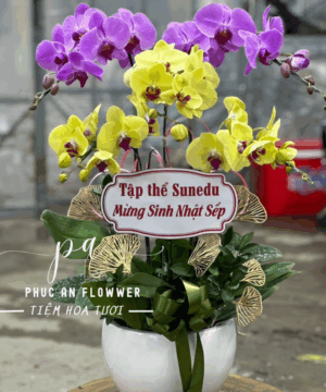 chậu lan hồ điệp 5 cành cao cấp - Hoa Tươi Phúc An