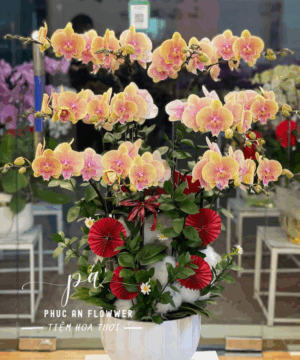 Chậu lan hồ điệp vàng hồng sang trọng tặng khai trương, chậu lan hồ điệp cao cấp trang trí văn phòng phòng khách, lan hồ điệp phong thủy may mắn tại Phúc An Flower.